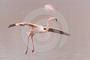 A close-up of a Greater Flamingo in flight photo