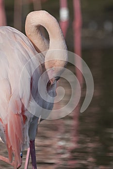 Greater Flamingo in captivity preening its feathers