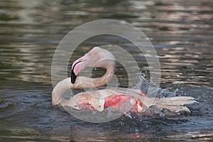 Greater Flamingo in captivity splashing