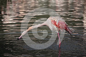 Greater Flamingo in captivity stretching neck