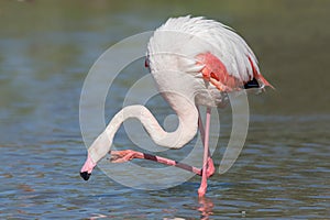 Greater flamingo close up Phoenicopterus roseus, Camargue