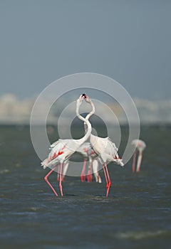 Greater Flamingo courtship