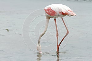 Greater Flamingo eating food