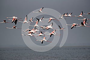 Greater flamingo es flying in formationn or Phoenicopterus roseus, Bhigwan, Pune