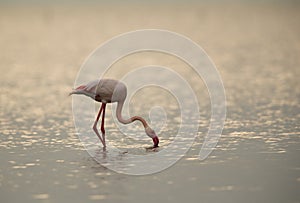 Greater Flamingo feeding in Asker beach during morning photo