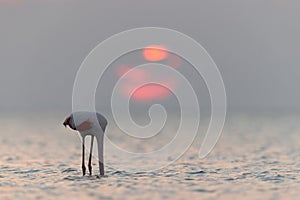 Greater Flamingo feeding during beautiful sunrise at Asker coast of Bahrain