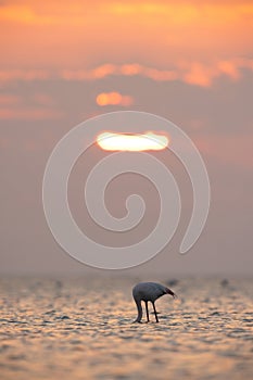 Greater Flamingo feeding during sunrise at Asker coast