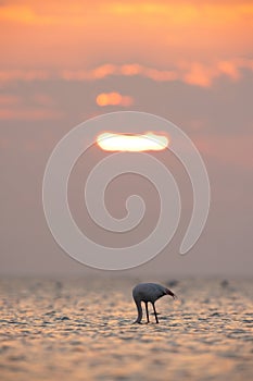 Greater Flamingo feeding during sunrise at Asker coast photo