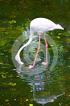 Greater flamingo feeds