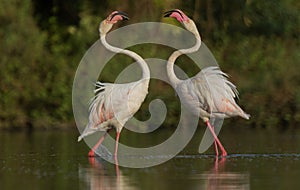 Greater Flamingo Fighting for Food at Gujarat, India