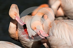 Greater Flamingo