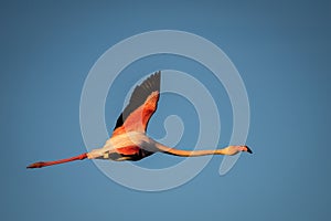 Greater flamingo in flight