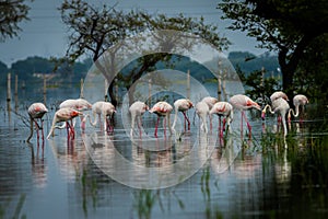 Greater flamingo flock in natural habitat in a early morning hour during monsoon season at keoladeo bharatpur photo