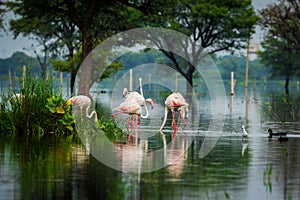 Greater flamingo flock in natural habitat in a early morning hour during monsoon season at keoladeo bharatpur photo