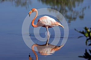 Greater Flamingo on Floreana Island in the Galapagos Islands photo