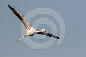 Greater Flamingo Flying
