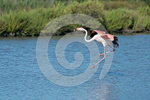 Greater flamingo