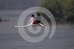 Greater flamingo flying solo, Phoenicopterus roseus.