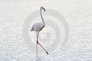 Greater Flamingo