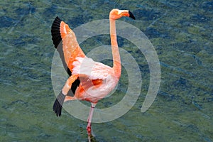 Greater Flamingo, Galapagos islands, Ecuador