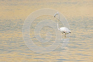Greater Flamingo in gold