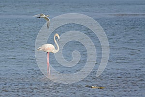 Greater Flamingo and Greater Crested Tern