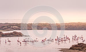 Greater flamingo group at Ebro Delta Natural Park.