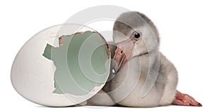 Greater Flamingo with hatched egg, Phoenicopterus roseus, 4 days old