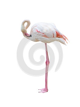 Greater flamingo isolated on white background