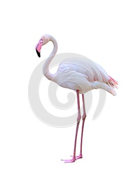 Greater flamingo isolated on white background