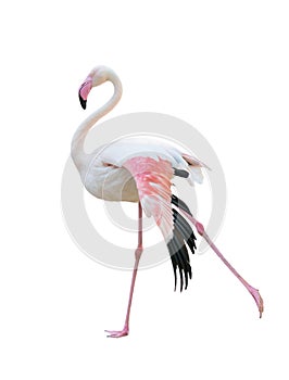 Greater flamingo isolated on white background