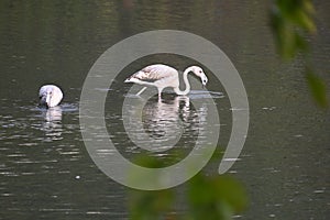 Greater Flamingo in a lake