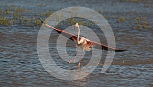 Greater Flamingo landing on water