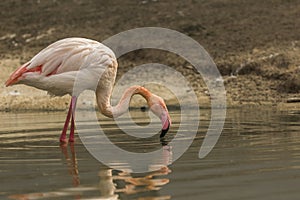 Greater flamingo looking for food