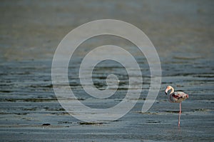 Greater Flamingo during low tide, Aker, Bahrain