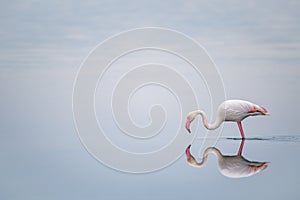 Greater Flamingo with mirror like reflection in the salt flats in Walvis Bay, Namibia, Africa