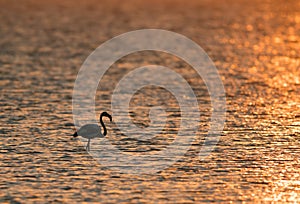 Greater Flamingo in the morning golden light at Asker, Bahrain