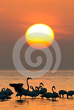 Greater Flamingo and the morning sun