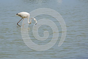 Greater Flamingo in Oman