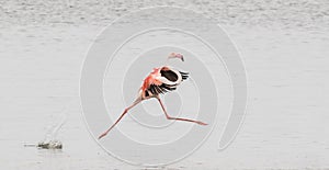 Greater flamingo performing grand jete at Walvis Bay Lagoon, Nam