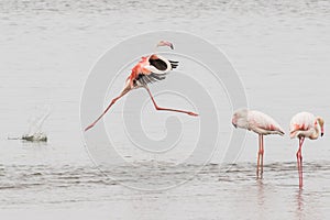Greater flamingo performing grand jete at Walvis Bay Lagoon, Nam