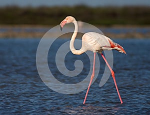 Greater Flamingo