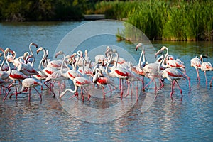 Greater Flamingo (Phoenicopterus roseus)