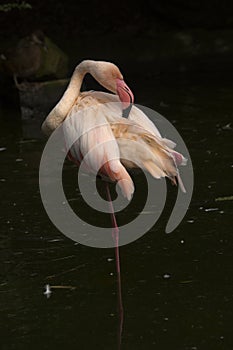 The Greater flamingo ( Phoenicopterus roseus).