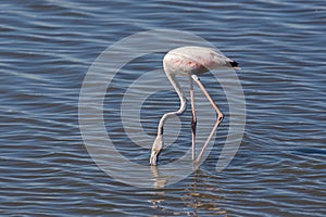 Greater flamingo, Phoenicopterus roseus,