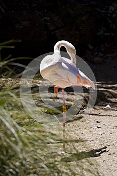 Greater flamingo (Phoenicopterus roseus) photo