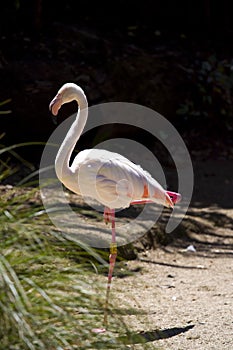 Greater flamingo (Phoenicopterus roseus)