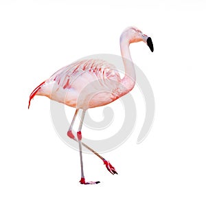 The greater flamingo (Phoenicopterus roseus).