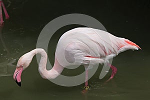 Greater Flamingo (Phoenicopterus roseus).