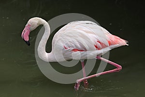 Greater Flamingo (Phoenicopterus roseus).